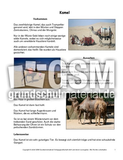 Kamel-Steckbrief.pdf